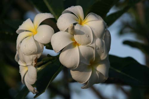 Thai 05 036