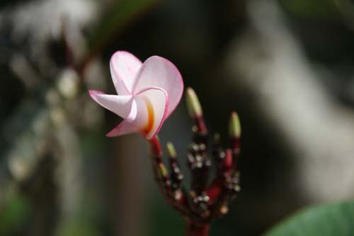 Thai 05 130