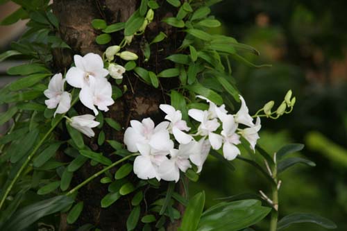 Thai 05 624