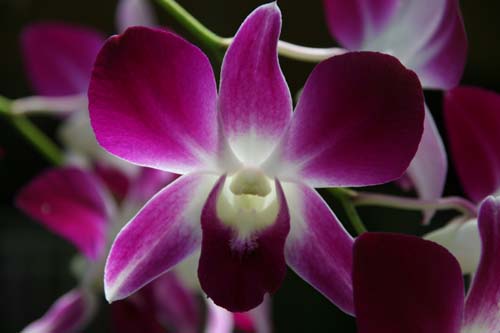 Thai 05 631