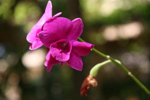 Thai 05 671