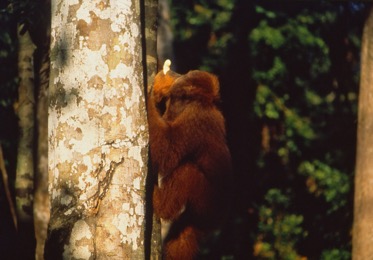 00044sumatra