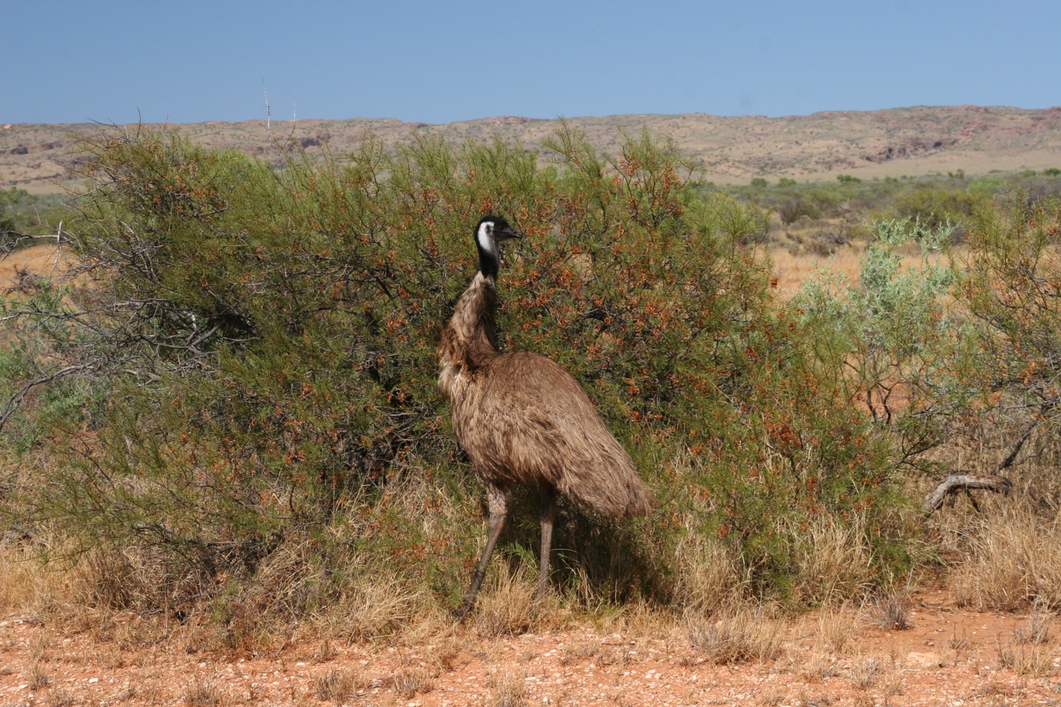Westaustralien 07 771